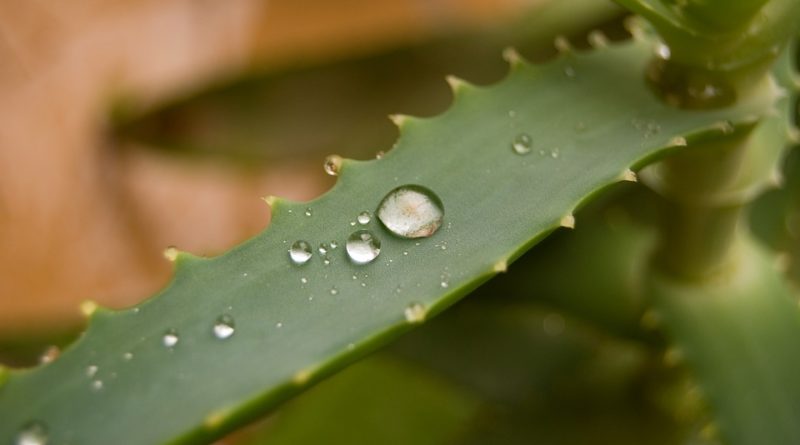 rostlinka aloe