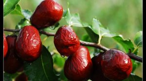 Bylinky na detoxikáciu organizmu: na ktoré sa môžeme obrátiť?