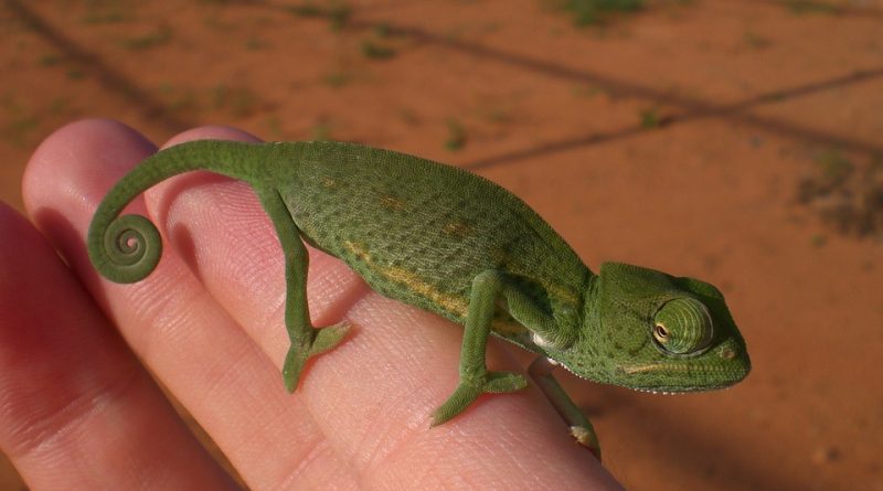 Chovejte mistra převleků. Nejdříve však chameleonovi připravte jeho obydlí