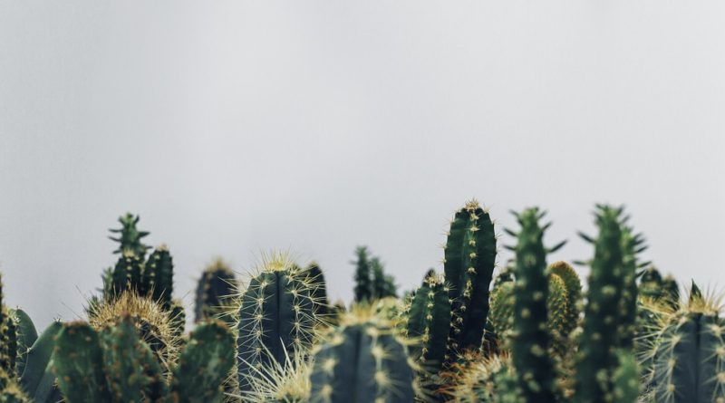 Kaktusy sú nenáročné rastliny, ktoré dokonale zútulnia váš domov