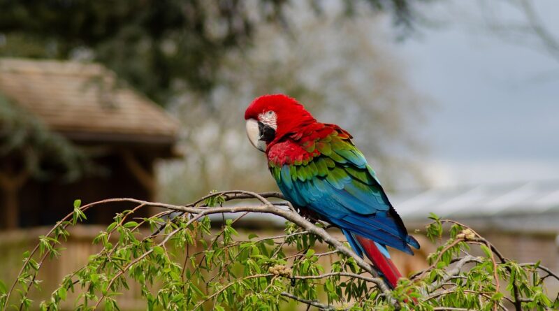 Najkrajšie voliéry pre papagáje v českých a slovenských ZOO