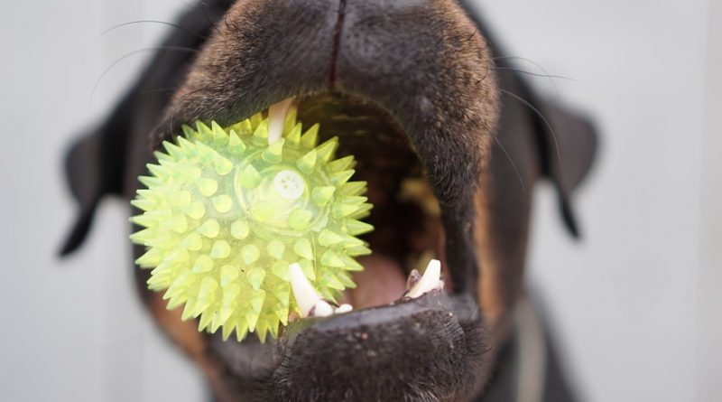 Nezanedbávajte dentálnu hygienu u psov